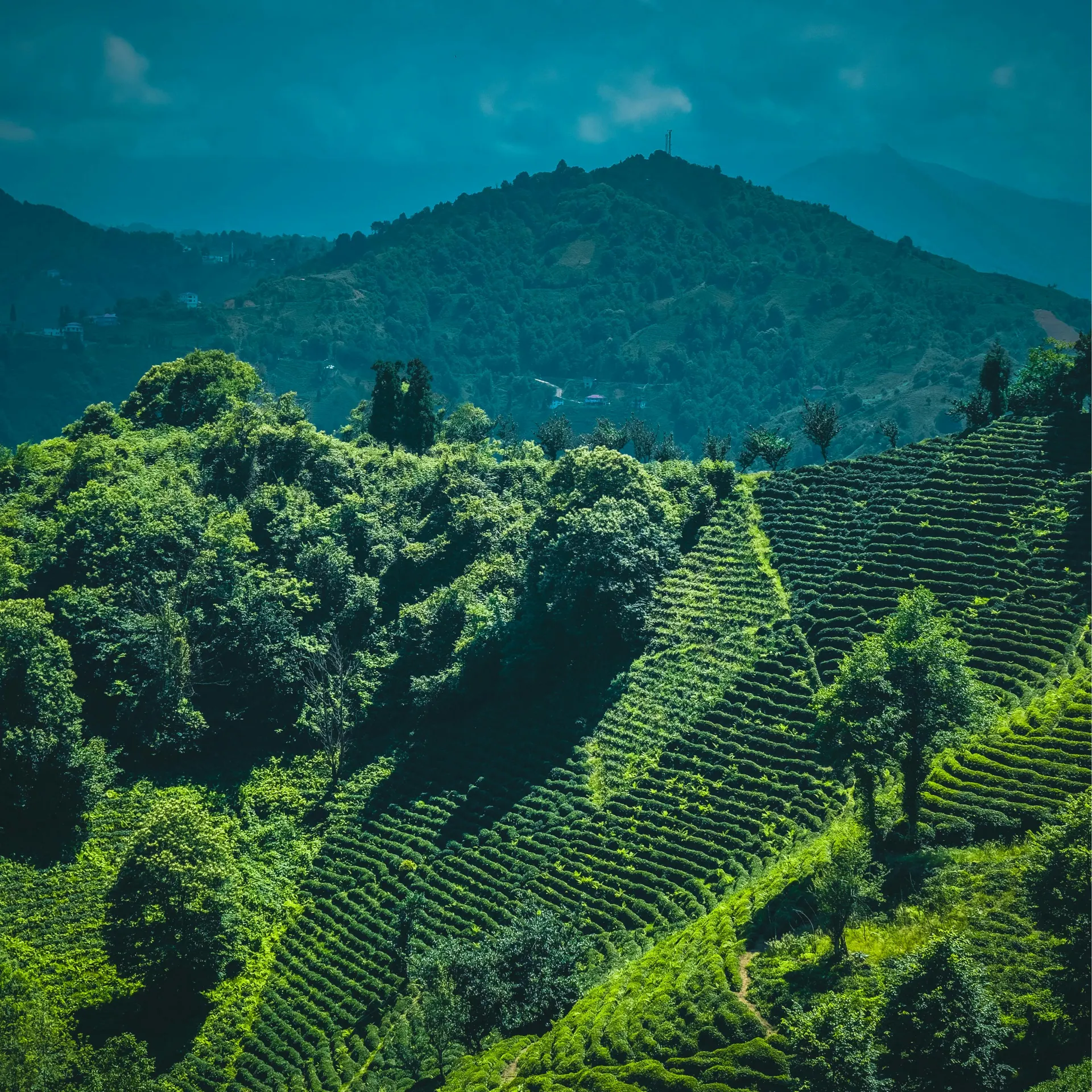 Quiet Malaysian lake bordered by rainforest and limestone hills