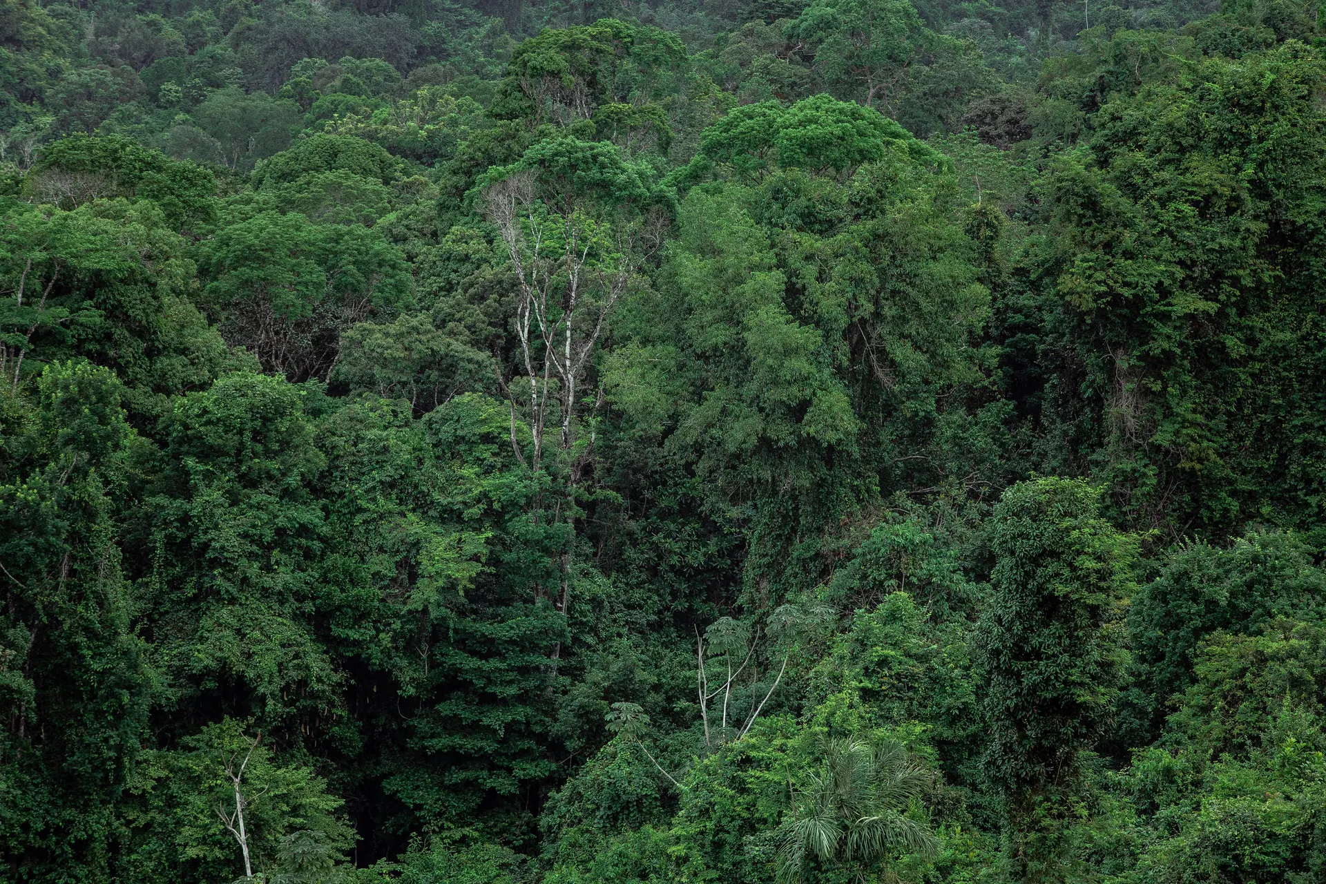 Hiker looking across Taman Negara rainforest from a canopy viewpoint