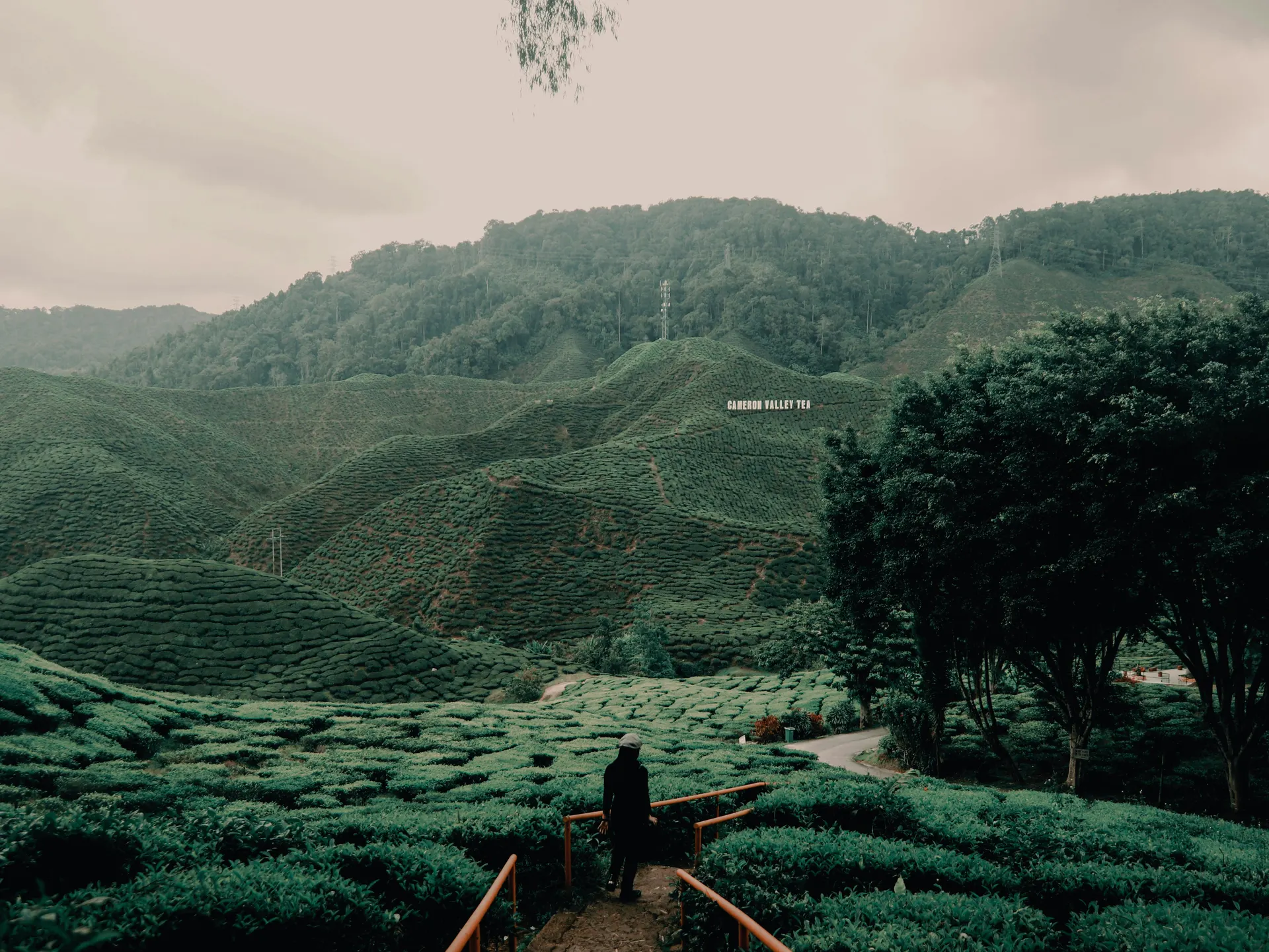Curving highland road with mist, tea fields and forest edges in Malaysia